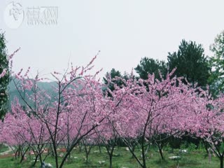 桂林灵川县：桃花深浅处海洋又逢春